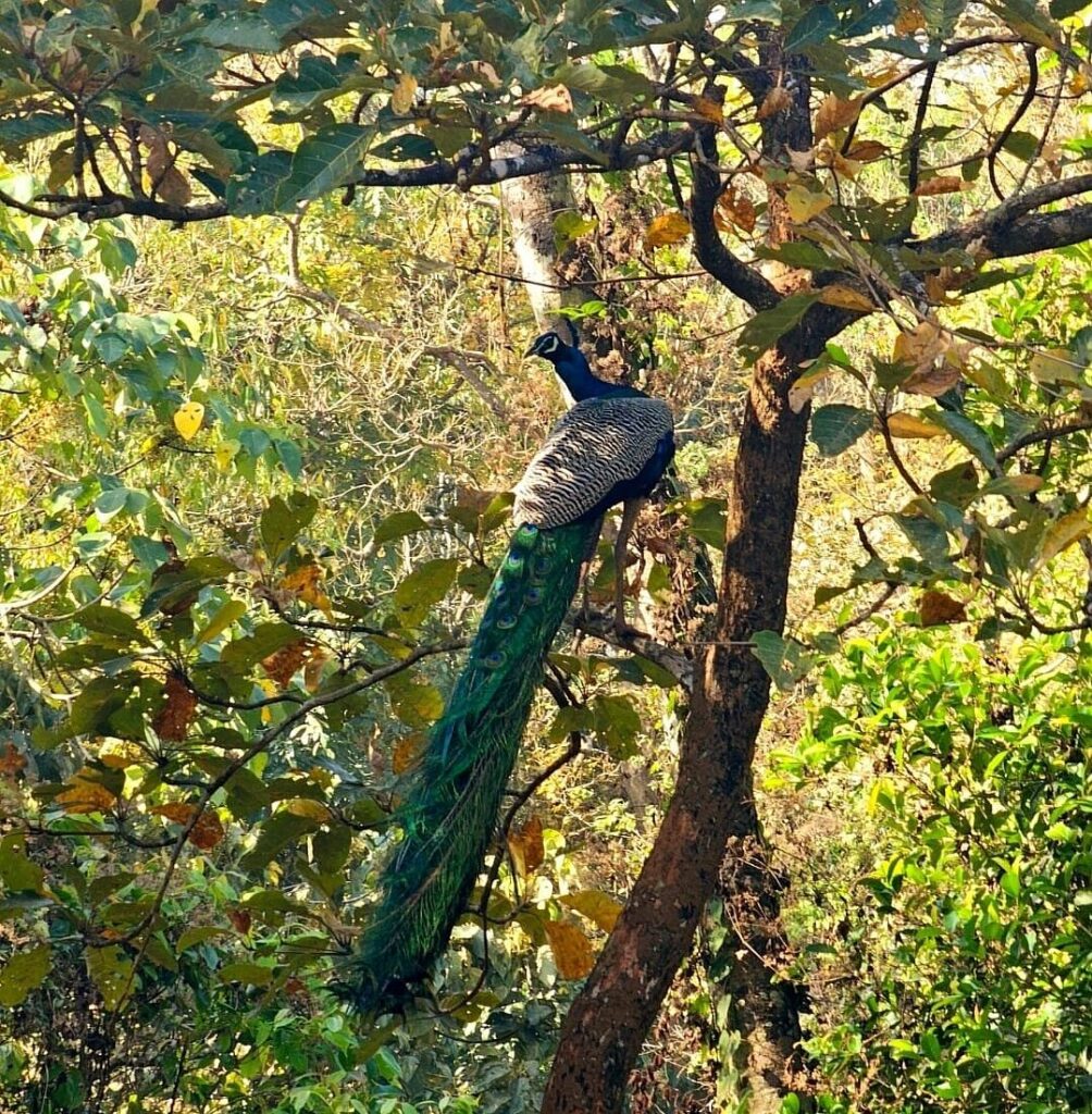 Wayanad